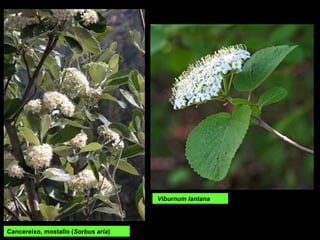 Cancereixo, mostallo (Sorbus aria)
Viburnum lantana
 