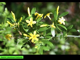 Xazmín (Jasminum fruticans)
 