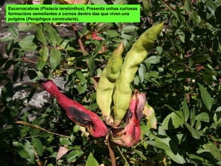 Escornacabras (Pistacia terebinthus). Presenta unhas curiosas
formacións semellantes a cornos dentro das que viven uns
pulgóns (Peniphigus cornicularis).
 
