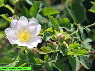 Roseira silvestre (Rosa spp.)
 