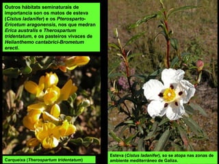 Outros hábitats seminaturais de
importancia son os matos de esteva
(Cistus ladanifer) e os Pterosparto-
Ericetum aragonensis, nos que medran
Erica australis e Therospartum
tridentatum, e os pasteiros vivaces de
Helianthemo cantabrici-Brometum
erecti.
Esteva (Cistus ladanifer), so se atopa nas zonas de
ambiente mediterráneo de Galiza.Carqueixa (Therospartum tridentatum)
 
