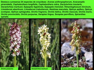 Destaca a presenza 24 especies de orquídeas: Aceras anthropophorum, Anacamptis
piramidalis, Cephalanthera longifolia, Cephalanthera rubra, Dactylorhiza insularis,
Dactylorhiza markusii, Epipaptis fageticola, Epipaptis tremolsii, Himantoglossum hircinum,
Limodorum abortivum, Limodorum trabutianum, Neotinea maculata, Ophrys apifera, Ophrys
scolopax, Ophrys sphegodes, Orchis fragrans, Orchis italica, Orchis mascula, Orchis morio,
Orchis provincialis, Orchis purpurea, Serapias lingua, Serapias parviflora, Spiranthes
spiralis.
Aceras anthropophorumDactylorhiza markusiiOrchis purpurea
 