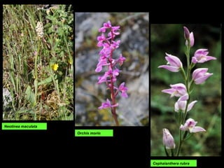 Orchis morio
Neotinea maculata
Cephalanthera rubra
 