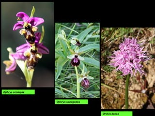 Ophrys sphegodes
Ophrys scolopax
Orchis italica
 