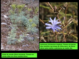 Achicoria (Cichorium intybus). Florece ás beiras
dos camiños nas áreas de clima seco. As flores
abren pola mañán e péchanse ao medio día.
Ruda do monte (Ruta montana). Florece en
zonas altas de clima mediterráneo.
 