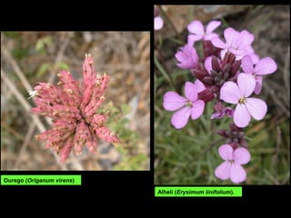 Alhelí (Erysimum linifolium).
Ourego (Origanum virens)
 