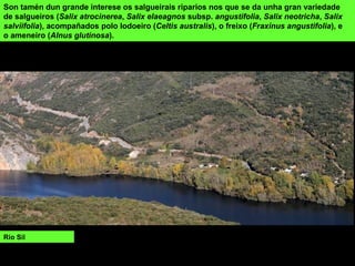 Son tamén dun grande interese os salgueirais riparios nos que se da unha gran variedade
de salgueiros (Salix atrocinerea, Salix elaeagnos subsp. angustifolia, Salix neotricha, Salix
salviifolia), acompañados polo lodoeiro (Celtis australis), o freixo (Fraxinus angustifolia), e
o ameneiro (Alnus glutinosa).
Río Sil
 