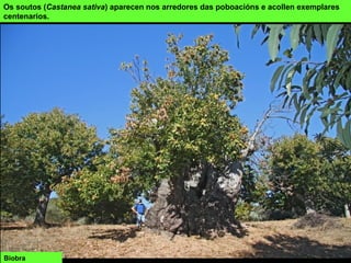 Os soutos (Castanea sativa) aparecen nos arredores das poboacións e acollen exemplares
centenarios.
Biobra
 