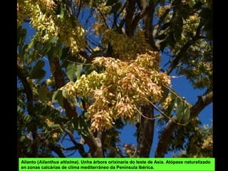 Ailanto (Ailanthus altisima). Unha árbore orixinaria do leste de Asia. Atópase naturalizado
en zonas calcárias de clima mediterráneo da Península Ibérica.
 