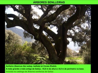 Aciñeira (Quercus ilex subsp. ballota) en Covas (Rubiá).
A máis grande e máis antiga de Galiza. -16,9 m de altura e 8,8 m de perímetro na base.
Incluída no catálogo de Árbores senlleiras de Galiza
ÁRBORES SENLLEIRAS
 