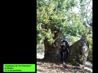 “Castiñeiro do Tio Francisco”
en Biobra.
-11 m de perímetro
 