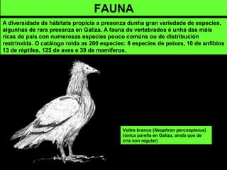A diversidade de hábitats propicia a presenza dunha gran variedade de especies,
algunhas de rara presenza en Galiza. A fauna de vertebrados é unha das máis
ricas do país con numerosas especies pouco comúns ou de distribución
restrinxida. O catálogo rolda as 200 especies: 8 especies de peixes, 10 de anfibios
13 de réptiles, 125 de aves e 39 de mamíferos.
Voitre branco (Neophron percnopterus)
(única parella en Galiza, aínda que de
cría non regular)
FAUNA
 