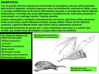 INCLUÍDAS NO ANEXO II DA
DIRECTIVA 92/43/CEE
Galemys pyrenaicus
Lutra lutra
Miniopterus schreibersii
Myotis myotis
Rhinolophus euryale
Rhinolophus ferrumequinum
Rhinolophus hipposideros
MAMÍFEROS
Ten un grande interese a riqueza da comunidade de quirópteros, dos que están presentes
polo menos 9 especies, incluíndo algunhas raras e de distribución marxinal en Galiza, como
o morcego mediterráneo de ferradura (Rhinolophus euryale), o morcego das ribeiras (Myotis
daubentonii), o morcego das covas (Miniopterus schreibersii) (con importante poboación a
nivel estatal), ou o morcego rabudo (Tadarida teniotis).
Tamén é destacable a variedade e abundancia de carnívoros: gato bravo (Felis sylvestris),
lontra (Lutra lutra), armiño (Mustela erminea), teixugo (Meles meles), tourón (Mustela
putorius), a garduña (Martes foina), lobo (Canis lupus), depresenza ocasional.
Os grandes herbívoros do parque son o corzo (Capreolus capreolus), e o xabaril (Sus
scrofa), que acadan boas densidades e ocupan sobre todo os aciñeirais.
Morcego grande de ferradura
(Rhinolophus ferrumequinum)
Morcego das covas
(Miniopterus schreibersii)
 