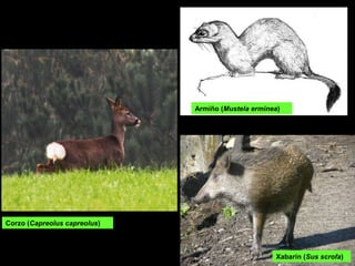 Xabarín (Sus scrofa)
Armiño (Mustela erminea)
Corzo (Capreolus capreolus)
 