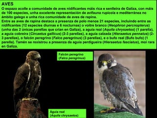 AVES
O espazo acolle a comunidade de aves nidificantes máis rica e senlleira de Galiza, con máis
de 100 especies, unha excelente representación de avifauna rupícola e mediterránea no
ámbito galego e unha rica comunidade de aves de rapina.
Entre as aves de rapina destaca a presenza de polo menos 21 especies, incluíndo entre as
nidificantes (12 especies diurnas e 6 nocturnas) o voitre branco (Neophron percnopterus)
(unha das 2 únicas parellas que crían en Galiza), a aguia real (Aquila chrysaetos) (1 parella),
a aguia cobreira (Circaetus gallicus) (2-3 parellas), a aguia calzada (Hieraaetus pennatus) (2-
3 parellas), o falcón peregrino (Falco peregrinus) (3 parellas), e o bufo real (Bufo bufo) (1
parella). Tamén se rexistrou a presenza da aguia perdigueira (Hieraaetus fasciatus), moi rara
en Galiza.
Águia real
(Aquila chrysaetos)
Falcón peregrino
(Falco peregrinus)
 