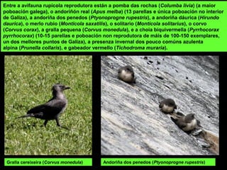 Andoriña dos penedos (Ptyonoprogne rupestris)
Entre a avifauna rupícola reprodutora están a pomba das rochas (Columba livia) (a maior
poboación galega), o andoriñón real (Apus melba) (13 parellas e única poboación no interior
de Galiza), a andoriña dos penedos (Ptyonoprogne rupestris), a andoriña dáurica (Hirundo
daurica), o merlo rubio (Monticola saxatilis), o solitario (Monticola solitarius), o corvo
(Corvus corax), a gralla pequena (Corvus monedula), e a choia biquivermella (Pyrrhocorax
pyrrhocorax) (10-15 parellas e poboación non reprodutora de máis de 100-150 exemplares,
un dos mellores puntos de Galiza), a presenza invernal dos pouco comúns azulenta
alpina (Prunella collaris), e gabeador vermello (Tichodroma muraria).
Gralla cereixeira (Corvus monedula)
 