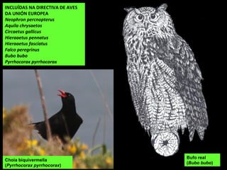 INCLUÍDAS NA DIRECTIVA DE AVES
DA UNIÓN EUROPEA
Neophron percnopterus
Aquila chrysaetos
Circaetus gallicus
Hieraaetus pennatus
Hieraaetus fasciatus
Falco peregrinus
Bubo bubo
Pyrrhocorax pyrrhocorax
Choia biquivermella
(Pyrrhocorax pyrrhocorax)
Bufo real
(Bubo bubo)
 