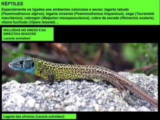 INCLUÍDAS NO ANEXO II DA
DIRECTIVA 92/43/CEE
Lacerta schreiberi
RÉPTILES
Especialmente os ligados aos ambientes calcícolas e secos: lagarta rabuda
(Psammodromus algirus), lagarta cinsenta (Psammodromus hispanicus), osga (Taurentola
mauritanica), cobregón (Malpolon monspessulanus), cobra de escada (Rhinechis scalaris),
víbora fuciñuda (Vipera latastei)…
Lagarto das silveiras (Lacerta schreiberi)
 