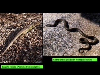 Lagarta rabuda (Psammodromus algirus)
Cobra rateira (Malpolon monspessulanus)
 