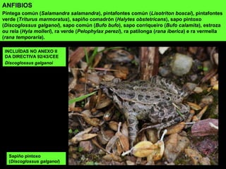 INCLUÍDAS NO ANEXO II
DA DIRECTIVA 92/43/CEE
Discoglossus galganoi
ANFIBIOS
Píntega común (Salamandra salamandra), pintafontes común (Lisotriton boscai), pintafontes
verde (Triturus marmoratus), sapiño comadrón (Halytes obstetricans), sapo pintoxo
(Discoglossus galganoi), sapo común (Bufo bufo), sapo corriqueiro (Bufo calamita), estroza
ou rela (Hyla molleri), ra verde (Pelophylax perezi), ra patilonga (rana iberica) e ra vermella
(rana temporaria).
Sapiño pintoxo
(Discoglossus galganoi)
 