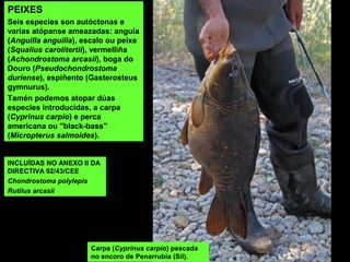 INCLUÍDAS NO ANEXO II DA
DIRECTIVA 92/43/CEE
Chondrostoma polylepis
Rutilus arcasii
PEIXES
Seis especies son autóctonas e
varias atópanse ameazadas: anguía
(Anguilla anguilla), escalo ou peixe
(Squalius carolitertii), vermelliña
(Achondrostoma arcasii), boga do
Douro (Pseudochondrostoma
duriense), espiñento (Gasterosteus
gymnurus).
Tamén podemos atopar dúas
especies introducidas, a carpa
(Cyprinus carpio) e perca
americana ou ''black-bass''
(Micropterus salmoides).
Carpa (Cyprinus carpio) pescada
no encoro de Penarrubia (Sil).
 