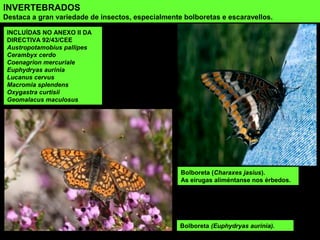 INVERTEBRADOS
Destaca a gran variedade de insectos, especialmente bolboretas e escaravellos.
INCLUÍDAS NO ANEXO II DA
DIRECTIVA 92/43/CEE
Austropotamobius pallipes
Cerambyx cerdo
Coenagrion mercuriale
Euphydryas aurinia
Lucanus cervus
Macromia splendens
Oxygastra curtisii
Geomalacus maculosus
Bolboreta (Charaxes jasius).
As eirugas aliméntanse nos érbedos.
Bolboreta (Euphydryas aurinia).
 