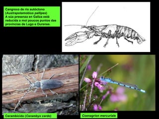 Cangrexo de río autóctono
(Austrapotamobius pallipes)
A súa presenza en Galiza está
reducida a moi poucos puntos das
provincias de Lugo e Ourense.
Cerambícido (Cerambyx cerdo) Coenagrion mercuriale
 