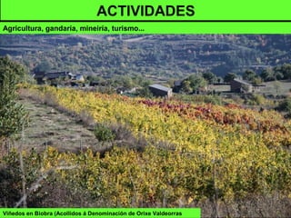 Viñedos en Biobra (Acollidos á Denominación de Orixe Valdeorras
ACTIVIDADES
Agricultura, gandaría, mineiría, turismo...
 