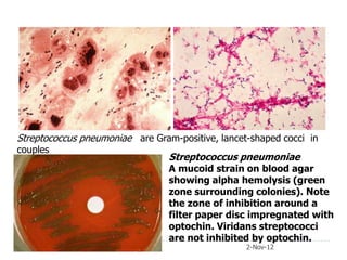 Streptococcus pneumoniae are Gram-positive, lancet-shaped cocci in
couples
                                 Streptococcus pneumoniae
                                 A mucoid strain on blood agar
                                 showing alpha hemolysis (green
                                 zone surrounding colonies). Note
                                 the zone of inhibition around a
                                 filter paper disc impregnated with
                                 optochin. Viridans streptococci
                                 are not inhibited by optochin.
                                                  2-Nov-12
 