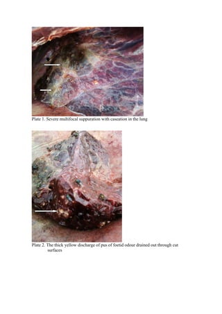 Plate 1. Severe multifocal suppuration with caseation in the lung




Plate 2. The thick yellow discharge of pus of foetid odour drained out through cut
         surfaces
 