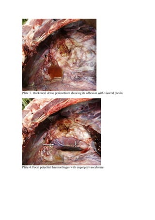 Plate 3. Thickened, dense pericardium showing its adhesion with visceral pleura




Plate 4. Focal petechial haemorrhages with engorged vasculature.
 
