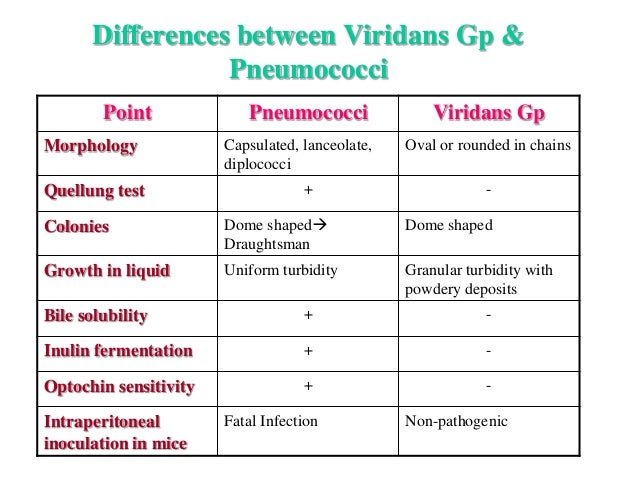 Pneumococci BACTERIA