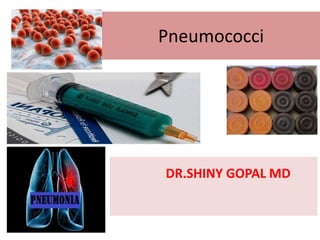 Pneumococci
DR.SHINY GOPAL MD
 