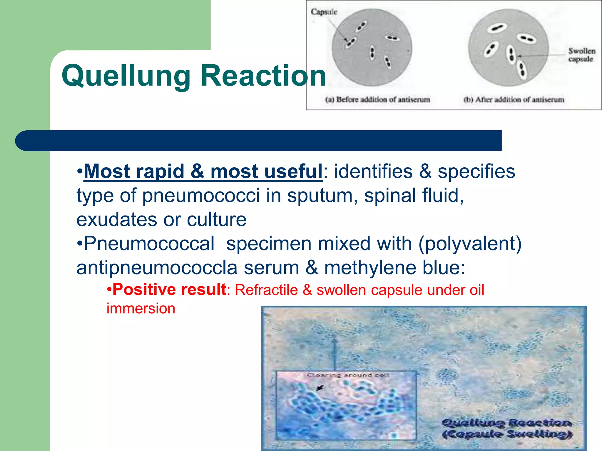 •Most rapid & most useful: identifies & specifies
type of pneumococci in sputum, spinal fluid,
exudates or culture
•Pneumococcal specimen mixed with (polyvalent)
antipneumococcla serum & methylene blue:
•Positive result: Refractile & swollen capsule under oil
immersion
Quellung Reaction
 