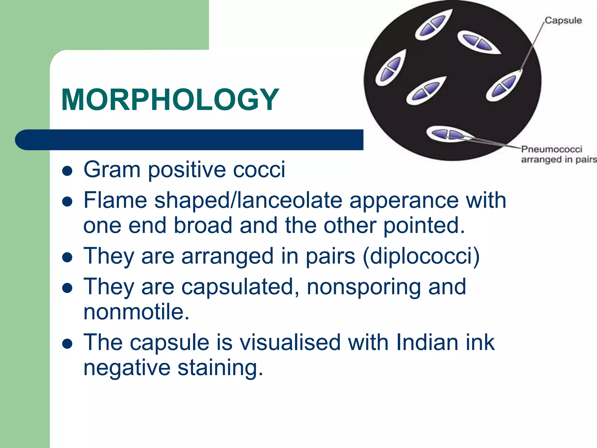 MORPHOLOGY
 Gram positive cocci
 Flame shaped/lanceolate apperance with
one end broad and the other pointed.
 They are arranged in pairs (diplococci)
 They are capsulated, nonsporing and
nonmotile.
 The capsule is visualised with Indian ink
negative staining.
 