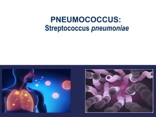 PNEUMOCOCCUS:
Streptococcus pneumoniae
 