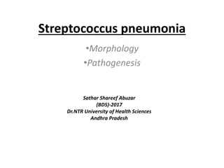 Streptococcus pneumonia
•Morphology
•Pathogenesis
Sathar Shareef Abuzar
(BDS)-2017
Dr.NTR University of Health Sciences
Andhra Pradesh
 