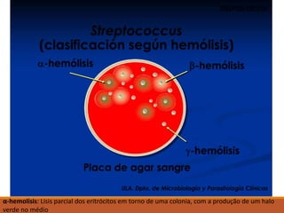 α-hemolísis: Lísis parcial dos eritrócitos em torno de uma colonia, com a produção de um halo
verde no médio
 