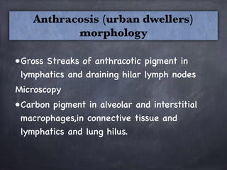 •Gross Streaks of anthracotic pigment in
lymphatics and draining hilar lymph nodes
Microscopy 
•Carbon pigment in alveolar and interstitial
macrophages,in connective tissue and
lymphatics and lung hilus.
Anthracosis (urban dwellers) 
morphology
 