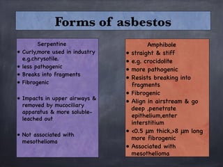 Serpentine 
• Curly,more used in industry
e.g.chrysotile.
• less pathogenic
• Breaks into fragments 
• Fibrogenic 

• Impacts in upper airways &
removed by mucociliary
apparatus & more soluble-
leached out

• Not associated with
mesothelioma
Amphibole
• straight & stiff 
• e.g. crocidolite
• more pathogenic 
• Resists breaking into
fragments 
• Fibrogenic 
• Align in airstream & go
deep ,penetrate
epithelium,enter
interstitium
• <0.5 μm thick,>8 μm long
more fibrogenic 
• Associated with
mesothelioma
Forms of asbestos
 