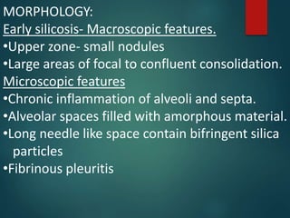 MORPHOLOGY:
Early silicosis- Macroscopic features.
•Upper zone- small nodules
•Large areas of focal to confluent consolidation.
Microscopic features
•Chronic inflammation of alveoli and septa.
•Alveolar spaces filled with amorphous material.
•Long needle like space contain bifringent silica
particles
•Fibrinous pleuritis
 