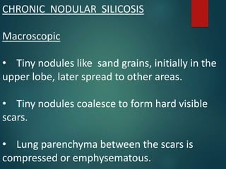 CHRONIC NODULAR SILICOSIS
Macroscopic
• Tiny nodules like sand grains, initially in the
upper lobe, later spread to other areas.
• Tiny nodules coalesce to form hard visible
scars.
• Lung parenchyma between the scars is
compressed or emphysematous.
 