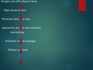 Straight and stiff asbestos fibres
Align along air flow
Penetrate deep into lung
Ingested by alveolar and intestinal
macrophage
Activation of macrophages
Release cytokines
 