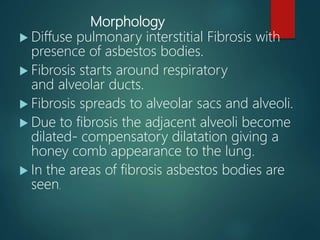 Morphology
 Diffuse pulmonary interstitial Fibrosis with
presence of asbestos bodies.
 Fibrosis starts around respiratory
and alveolar ducts.
 Fibrosis spreads to alveolar sacs and alveoli.
 Due to fibrosis the adjacent alveoli become
dilated- compensatory dilatation giving a
honey comb appearance to the lung.
 In the areas of fibrosis asbestos bodies are
seen.
 