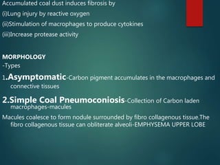 Accumulated coal dust induces fibrosis by
(i)Lung injury by reactive oxygen
(ii)Stimulation of macrophages to produce cytokines
(iii)Increase protease activity
MORPHOLOGY
-Types
1.Asymptomatic-Carbon pigment accumulates in the macrophages and
connective tissues
2.Simple Coal Pneumoconiosis-Collection of Carbon laden
macrophages-macules
Macules coalesce to form nodule surrounded by fibro collagenous tissue.The
fibro collagenous tissue can obliterate alveoli-EMPHYSEMA UPPER LOBE
 