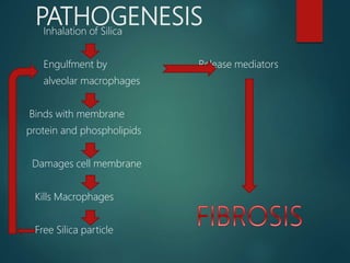 PATHOGENESISInhalation of Silica
Engulfment by Release mediators
alveolar macrophages
Binds with membrane
protein and phospholipids
Damages cell membrane
Kills Macrophages
Free Silica particle
 