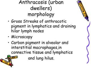 Anthracosis (urban
dwellers)
morphology
• Gross Streaks of anthracotic
pigment in lymphatics and draining
hilar lymph nodes
• Microscopy
• Carbon pigment in alveolar and
interstitial macrophages,in
connective tissue and lymphatics
• and lung hilus.
 
