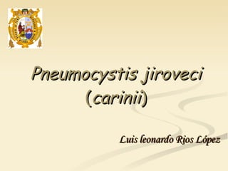 Pneumocystis jiroveci  ( carinii ) Luis leonardo Rios López 