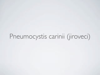 Pneumocystis carinii (jiroveci)
 