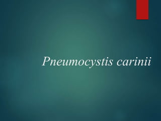 Pneumocystis carinii
 